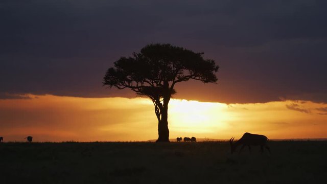 Silhouette of an Acacia tree in the evening