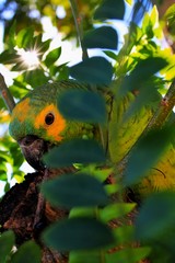 parrot on a branch