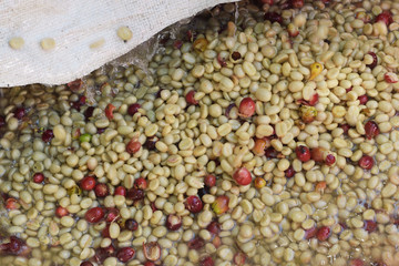 Coffee beans,In the ferment and wash method of wet processing