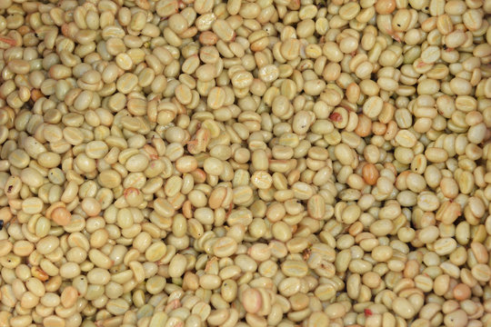 Coffee beans,In the ferment and wash method of wet processing