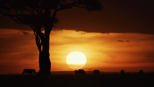 Sun setting down in the savannah