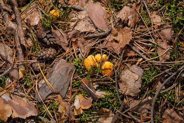 Yellow, raw chanterelle mushrooms growing in the dense forest.