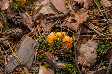 Yellow, raw chanterelle mushrooms growing in the dense forest.