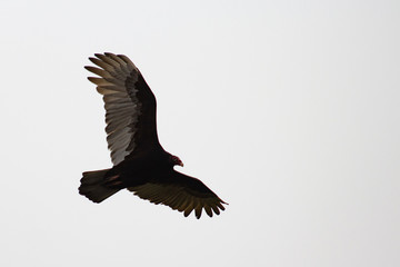 Obraz premium myszołów