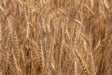 Beautiful wheat field during harvest time, background