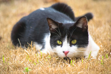 Curious George the Cat