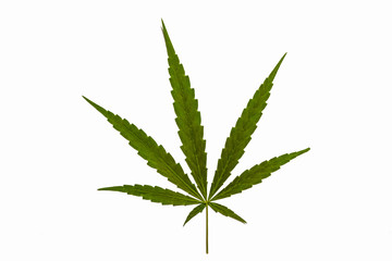 Marijuana leaves on a white background 