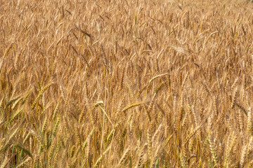 Beautiful wheat field during harvest time, background