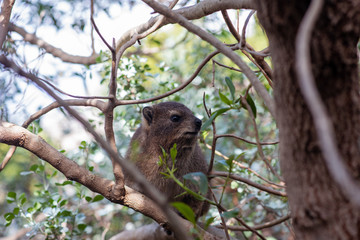 Dassie climbing into tree in the wild
