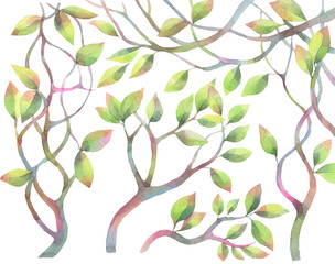 Hand painted watercolor illustration. Botanical  set with green branches. 