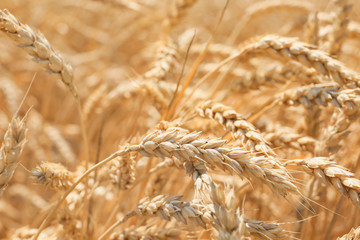 Spikelets in wheat field, closeup