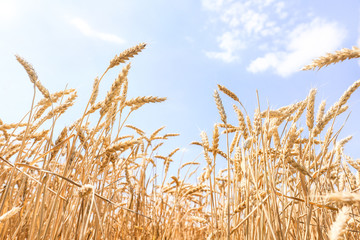 Spikelets in wheat field on summer day
