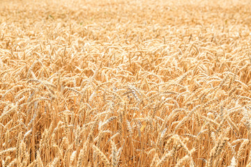 View of wheat field in summer