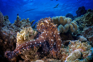 A reef octopus on colorful corals in blue water
