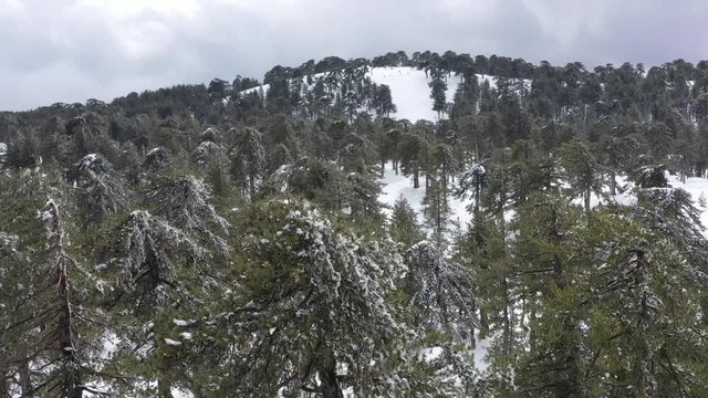 Snow mountains and pine woodlands in Mediterranean