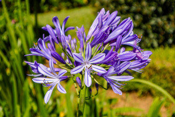 Lily of the Nile (Agapanthus)
