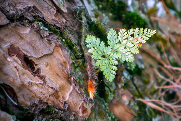 ferns on pine trees