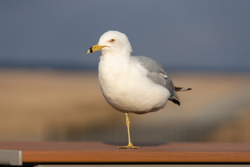 seagull on the pier