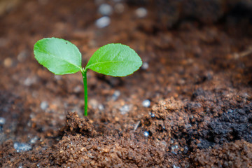 Vitality of seedlings 