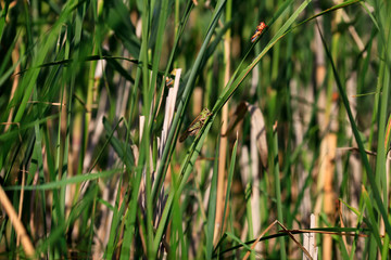 Locusts in the Volga delta in July, Astrakhan, Russia