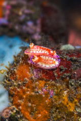 A pair of nudibranch mating with colorful vibrant corals