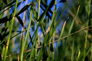 Locusts in the Volga delta in July, Astrakhan, Russia