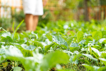 close up Chinese kale in the green garden at noon