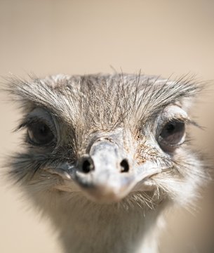 Primo piano di uno struzzo curioso . Espressione divertente