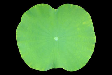 Green lotus leaf isolated on black background.