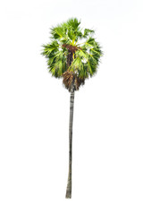 Betel palm tree isolated on white background.