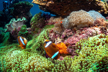 A clarkii clown fish laying eggs with vibrant colorful anemone