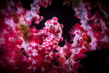 A beautiful pygmy seahorse in vibrant colorful corals pink