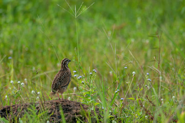 Rain Quail; Coturnix coromandelica standing and calling for the female on the rock in the field