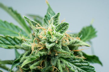 Macro trichomes cannabis. Indica flower. CBD THC in Pot. Fresh green weed In details. Marijuana bud...