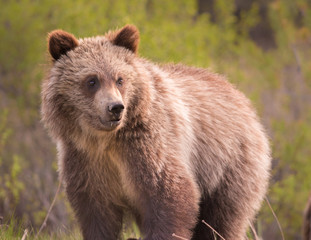 Obraz na płótnie Canvas Grizzly Bear in Banff National Park