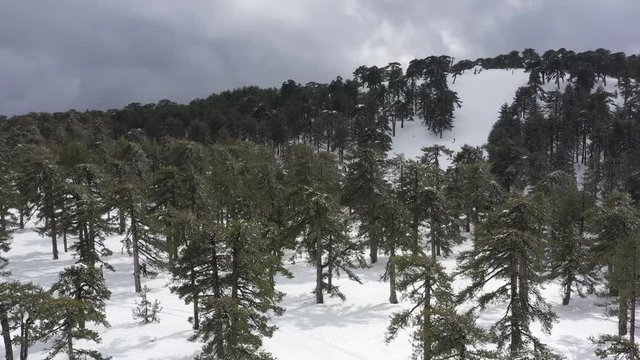Snow mountains and pine woodlands in Mediterranean