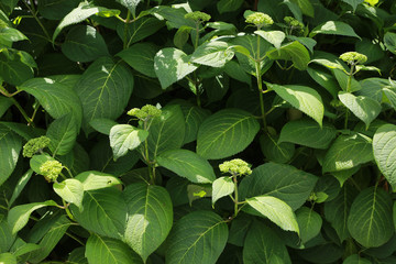 Viburnum plicatum green leave for natural background