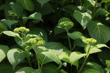 Viburnum plicatum green leave for natural background