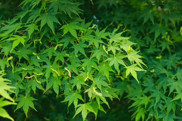 Green japanese maple leaves background