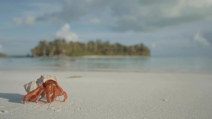 Hermit crab in Paradise cocos islands