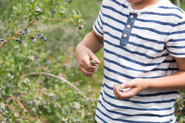 boy holding a toad in a blueberry farm