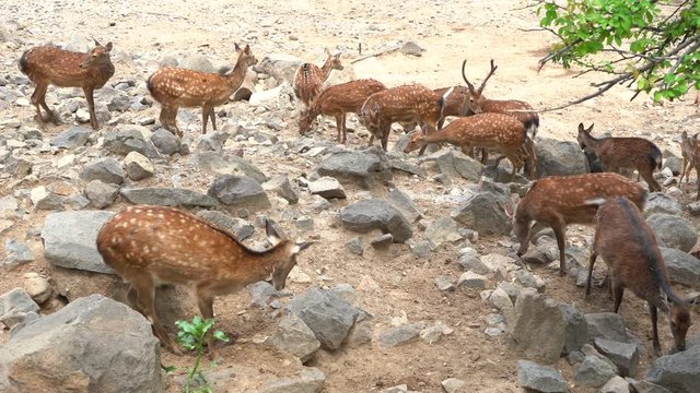 Los venados est&aacute;n juntos buscando comida entre las rocas.