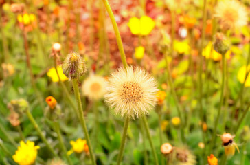 Dandelion and yellow flowers in Summer Meadow