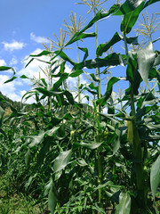 とうもろこし畑