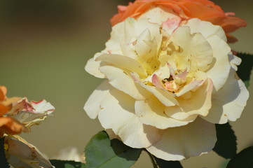 Thomasville rose garden