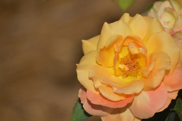 Thomasville rose garden 0341