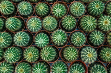Group of green cactus in pot planting,Topview,Background and texture