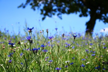 kornblumen  wiese 