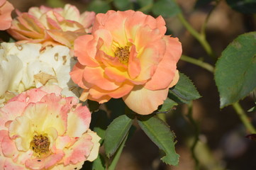 Thomasville rose garden 0344