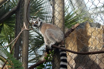 lemur on a tree branch 